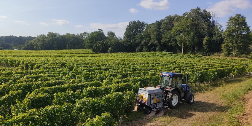 Electric weeding machine being used on vinyard