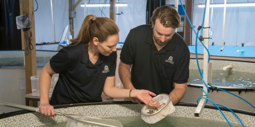 Dr Lindsey Woolley and PHD student Luke Pilmer at Finfish Hatchery examining kingfish