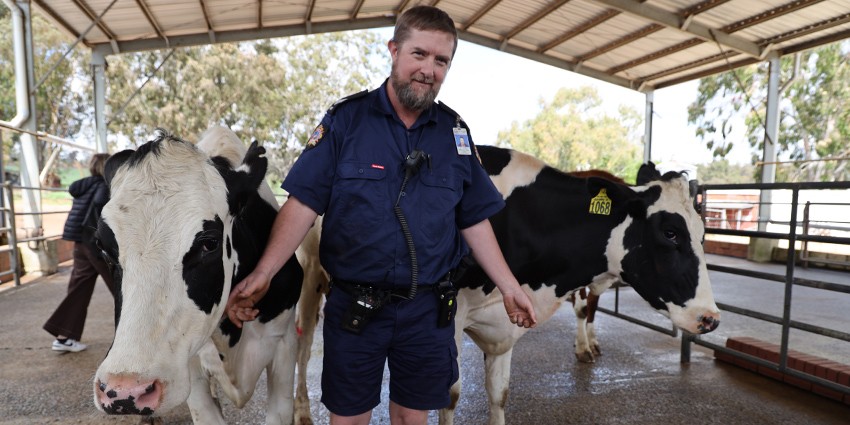 Vocational Support Officer, Adam Gregory with two Holstein cows