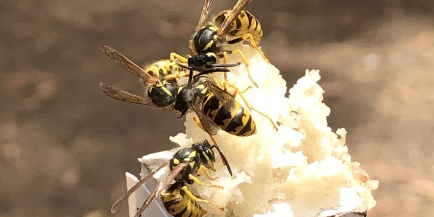 European wasp on fish lure