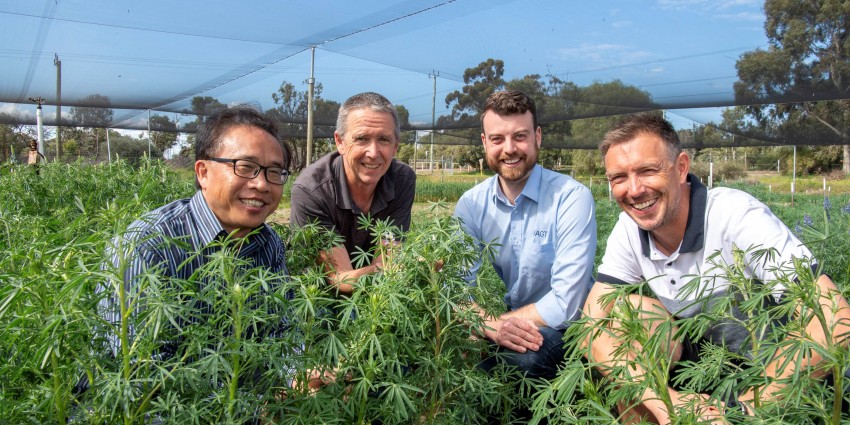 Four men crouching with lupin plants in a greenhouse.