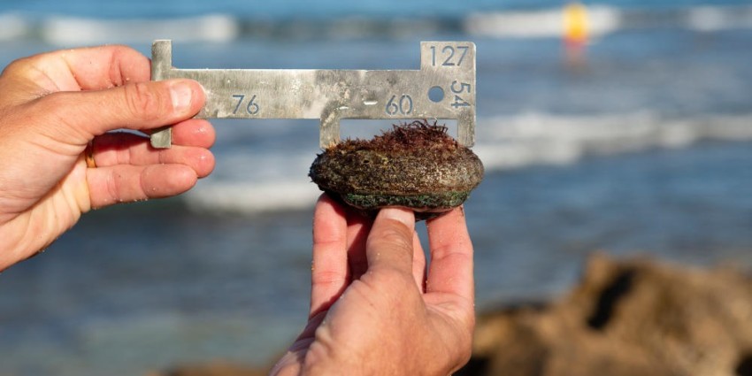 Measure your abalone carefully