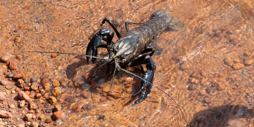 WA marron is a unique species of freshwater crayfish