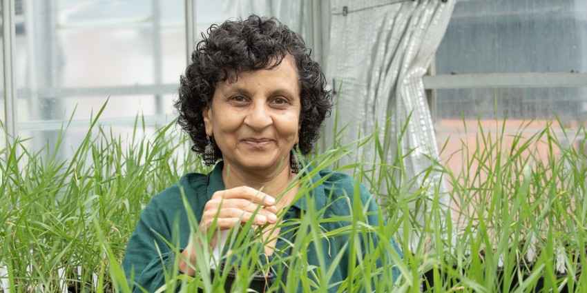 A woman amongst pots of green leaves.