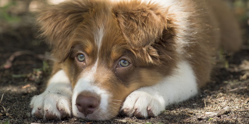 A brown and white Border Collie pup laying down.