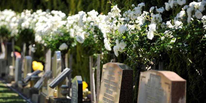 Karrakatta burial headstones in a row with standard white roses behind