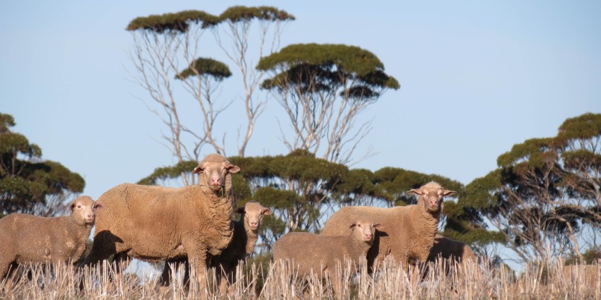 Sheep in a dry paddock.