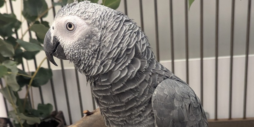 African grey parrot