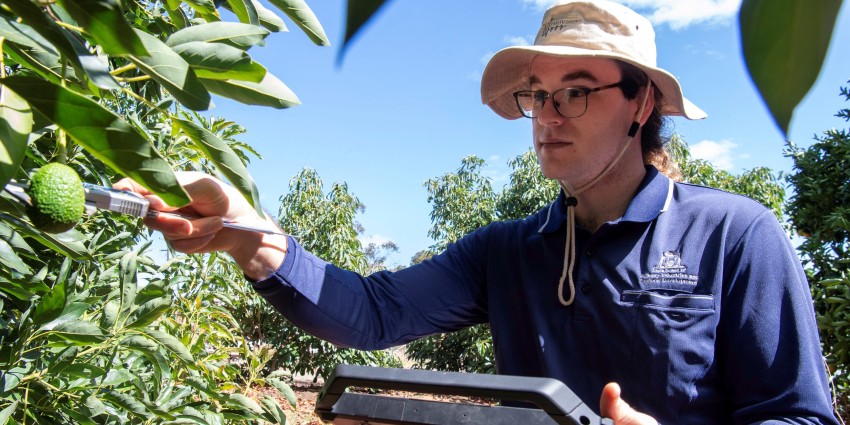 A man measuring an avocado on a tree.