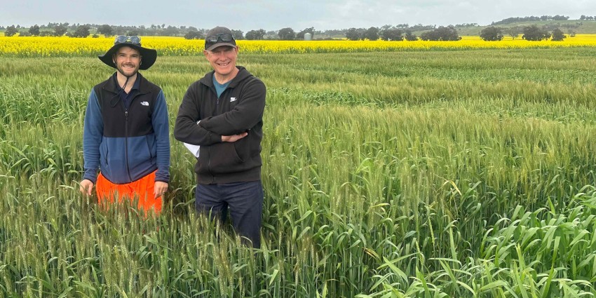 Two men standing in a green wheat crop with yellow canola behind.