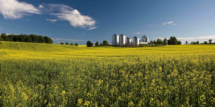 A canola paddock with silos in the distance.