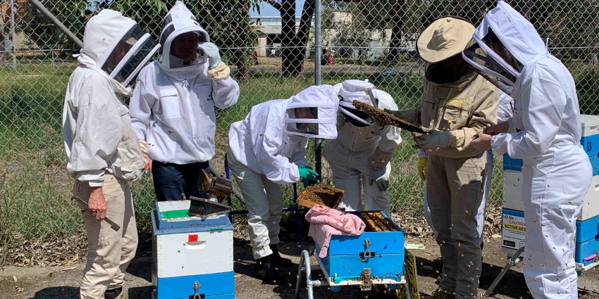 Six people dressed in protective bee wear inspecting a hive.