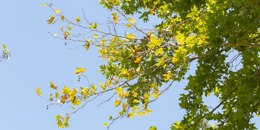 Shot-hole borer dieback