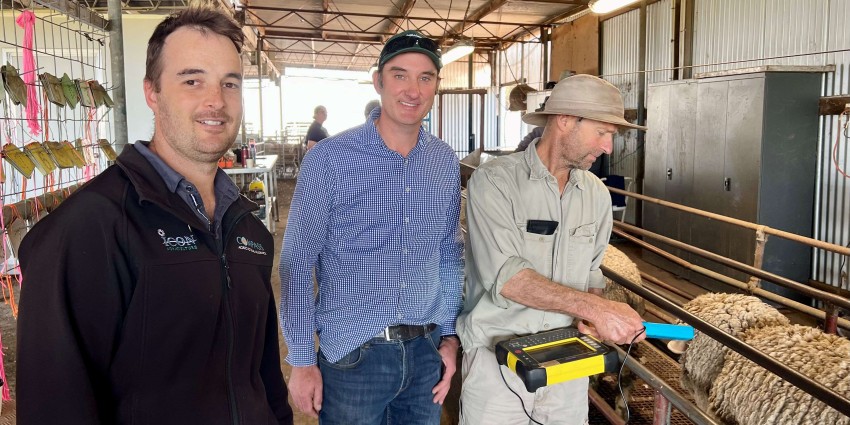 Three men in a shearing shed, with one pointing a scanner at a sheep.