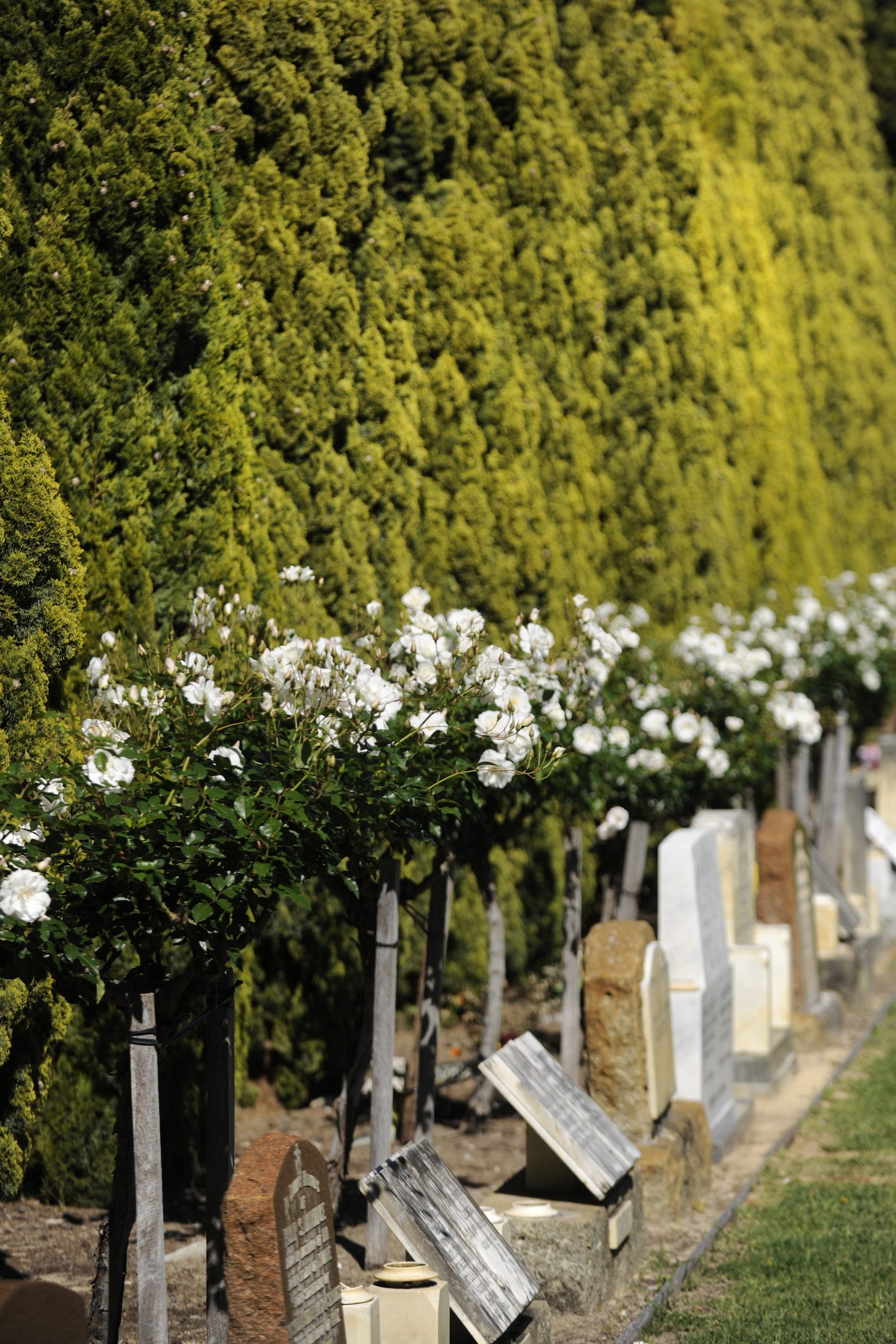 lawn burial at Karrakatta Cemetery