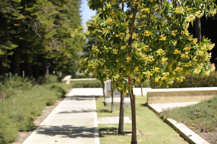 family trees in Contemplation Gardens at Karrakatta Cemetery