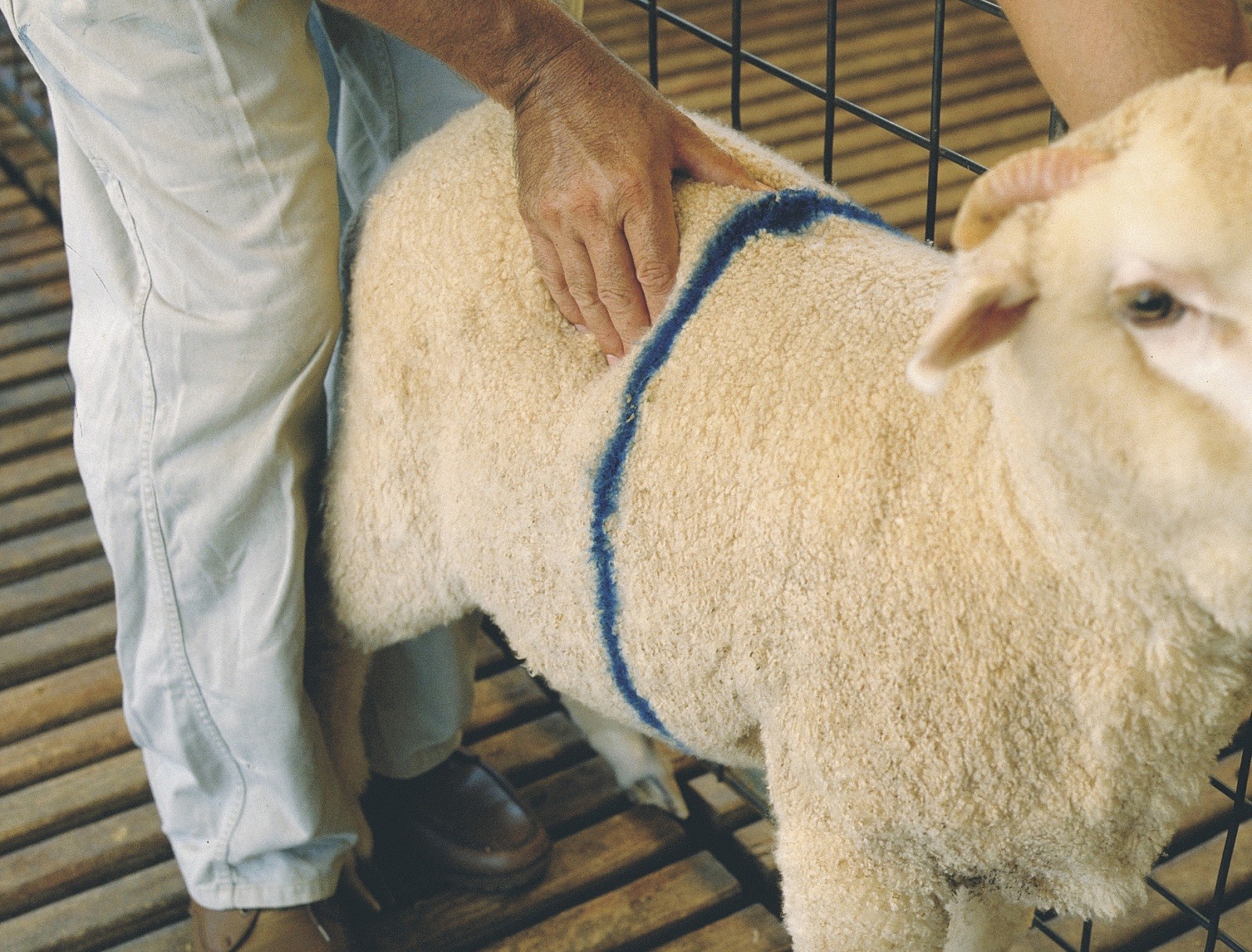 A scored sheep being handled by farmer in facility area