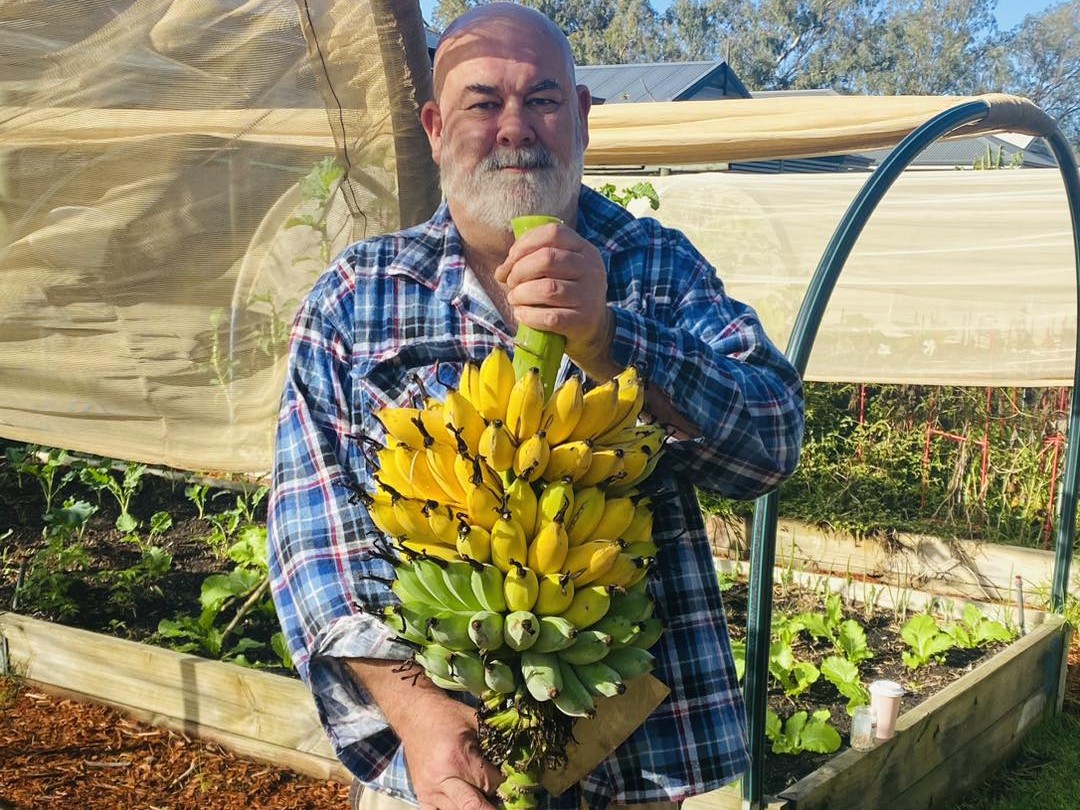 Photo of a middle aged man in a community garden holding a big bunch of bananas